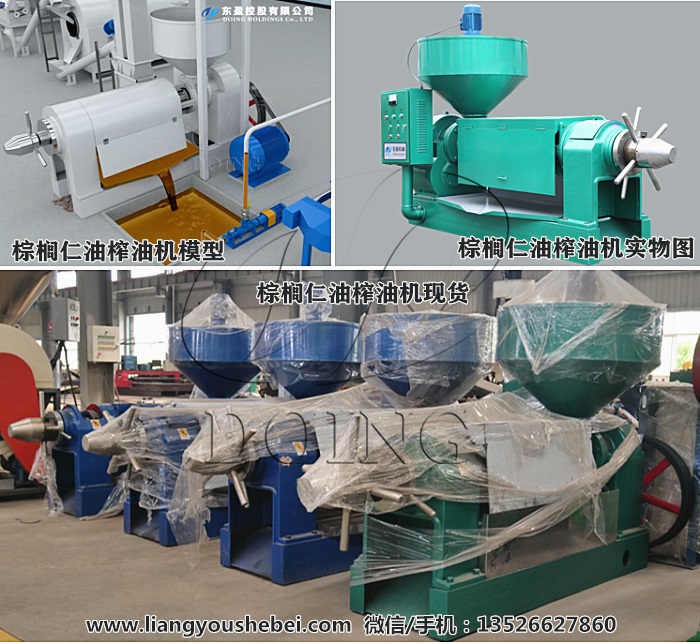 棕櫚仁油榨油機
